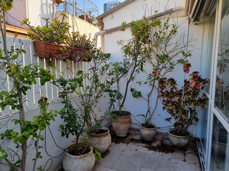 מתווכים בתל אביב